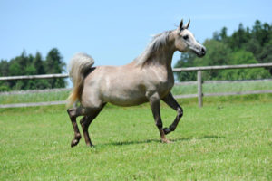 Majesta_2013_Bild-3